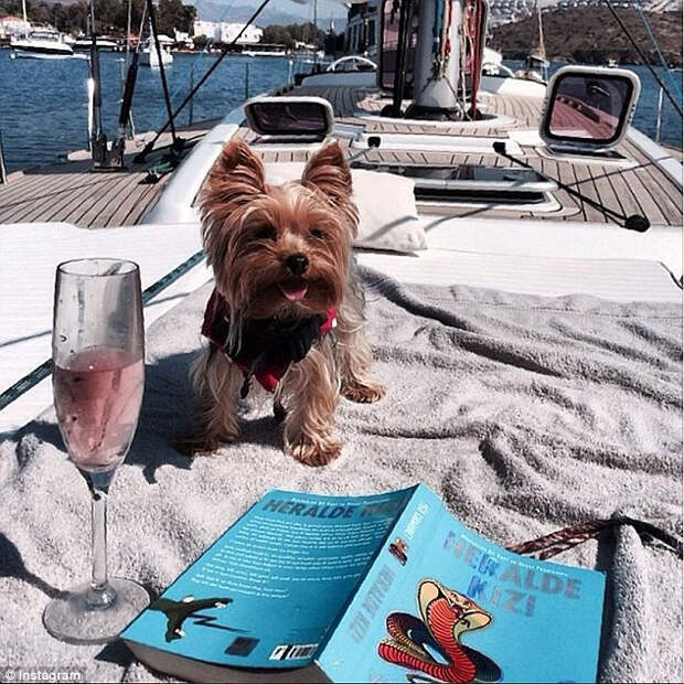Rich Dogs из Instagram – блог для супербогатых собак (9 фото) Rich Dogs из Instagram