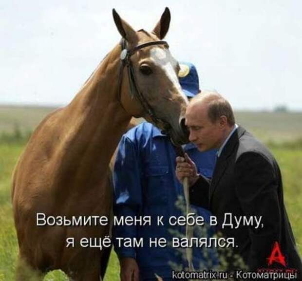 Животные мысли вслух Животные мысли вслух