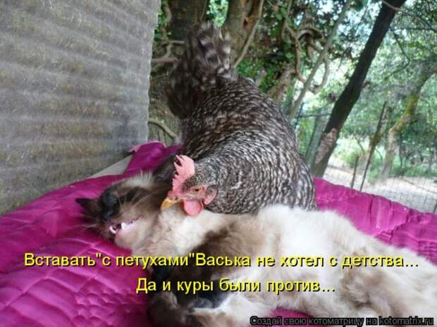 Лучшие котоматрицы недели (50 фото)