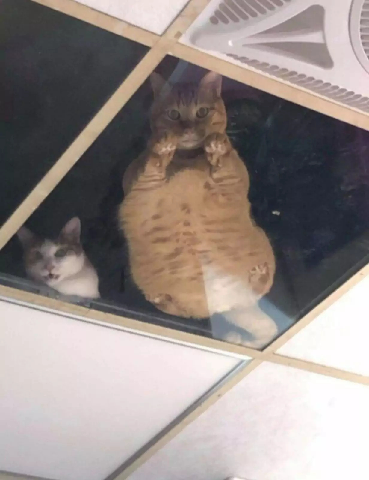 15.