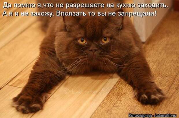 Новая котоматрица для хорошего настроения (30 фото)
