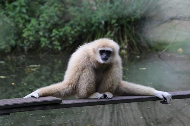 All bar one remaining species of gibbon are endangered or critically endangered.