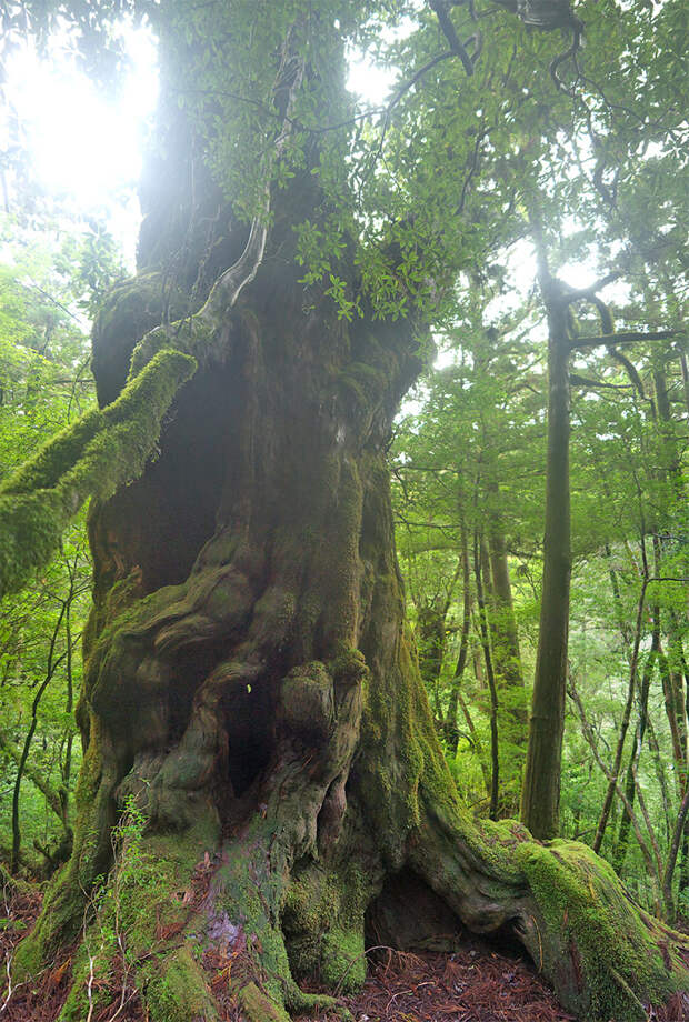 Япония, Якусима, остров, якушима, yakushima, лес, yakusugi land, кедр, мох, поход, зеленый, дерево, buddhasugi, гигантский