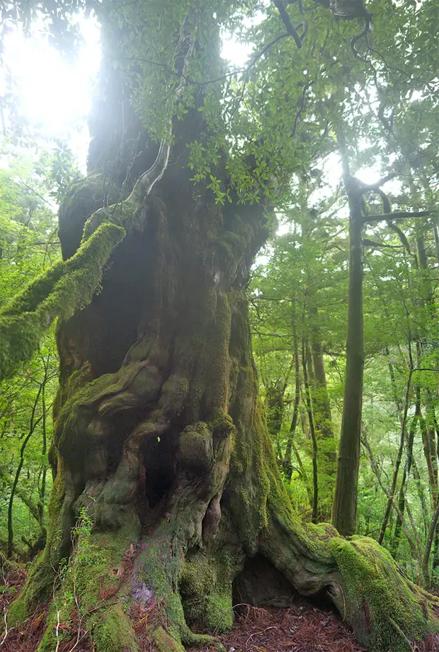 , , , , yakushima, , yakusugi land, , , , , , buddhasugi, 
