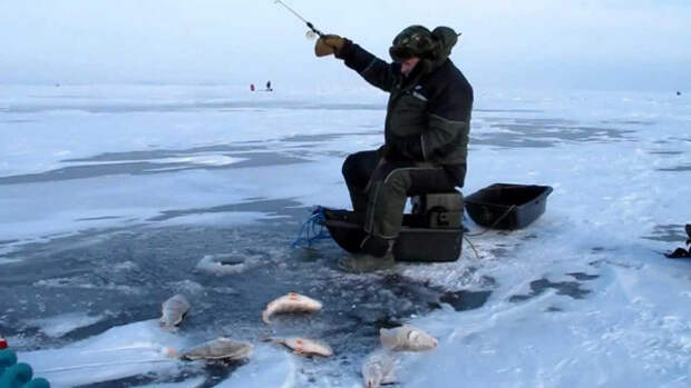 На гладком льду иллюстрации, лёд, окунь, рыба, рыбалка, фото, щука
