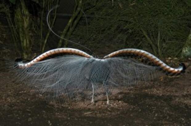 Расправленный хвост самца птицы-лиры