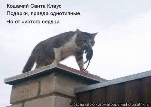 Котоматрицы на Новый год