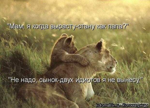 Котоматрица 26