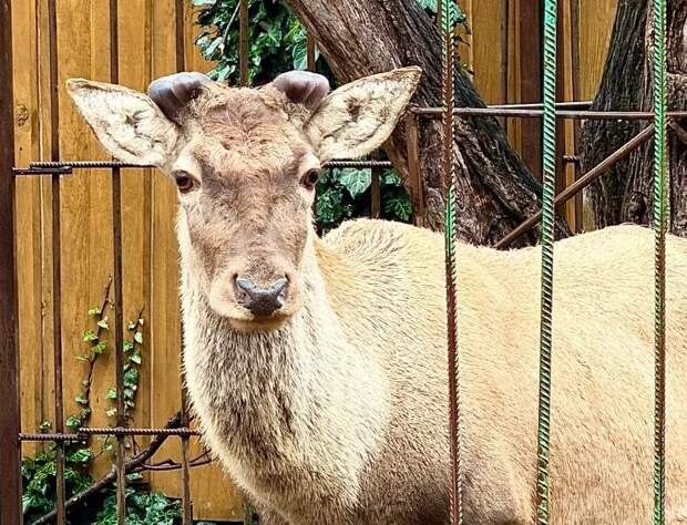Олень Степан из Симферополя сбросил рога