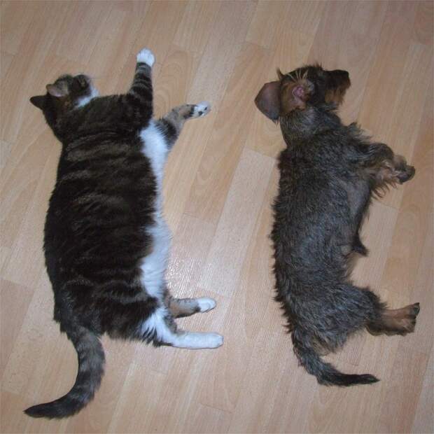 Кошка спит