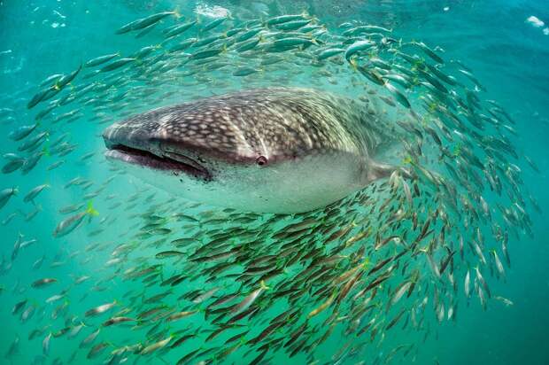 3. Китовая акула и рыбы, Мексика кадр, под водой, рыба