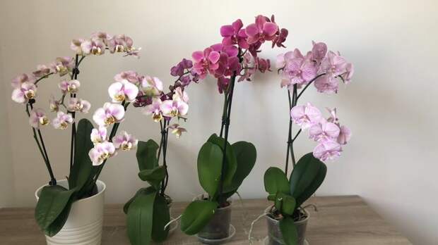 Подкормите орхидею простой смесью осенью, чтобы она мигом нарастила много цветов и корней