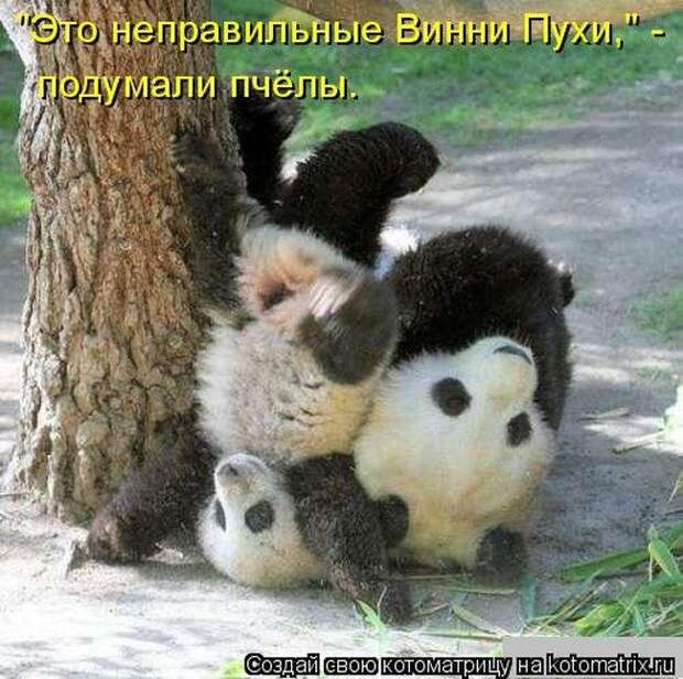 Весёлые котоматрицы - смешные кошки Весёлые котоматрицы - смешные кошки