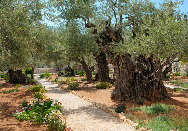 Гефсиманский сад, Израиль