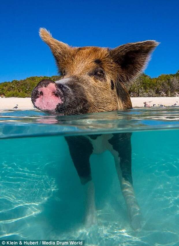 swimmingpigs04 Счастливая жизнь веселых хрюшек на Багамах
