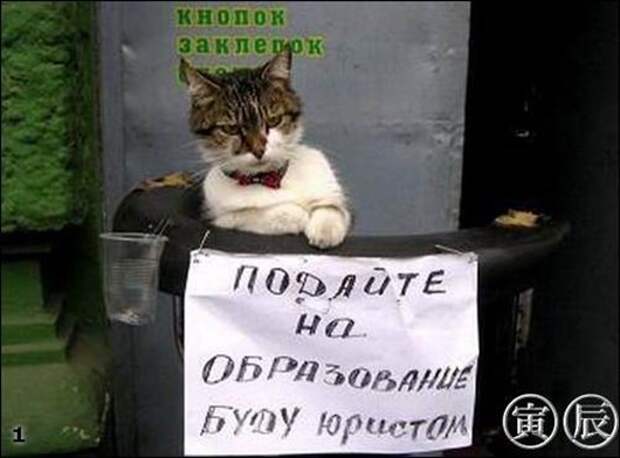 cats_08