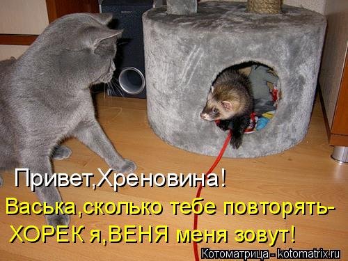 Новая котоматрица (32 фото)