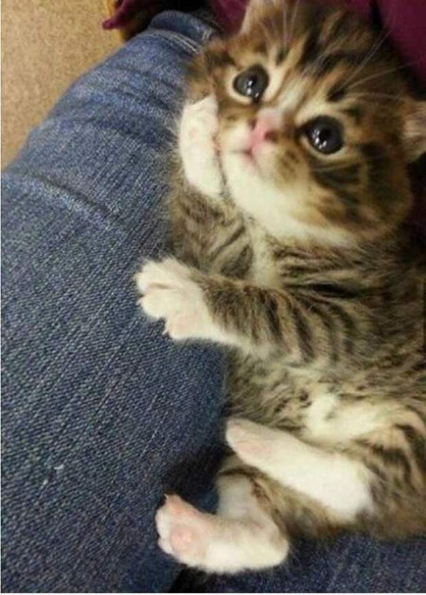 Коты и кошки, много позитива.