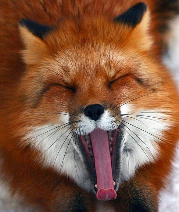 животные которые зевают