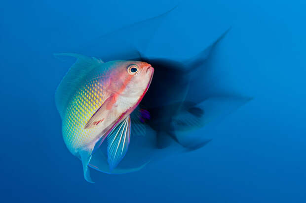 Рыбка Pseudanthias squamipinnis исполняет брачный танец