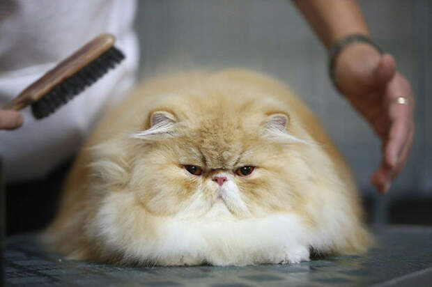 50.  кошка, пушистость, шерсть