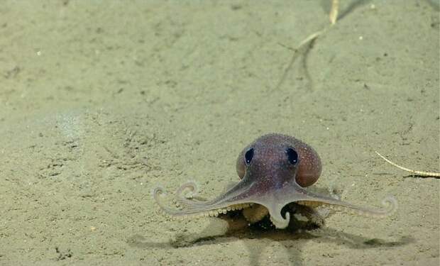 8. Осьминожка 8. Осьминожка детеныш, животные