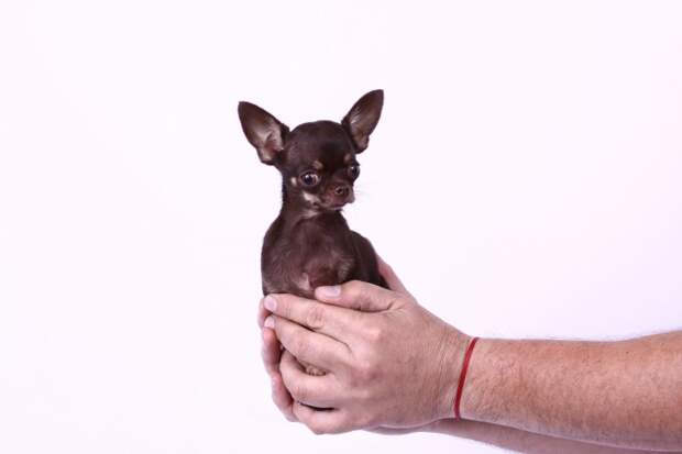 Самая маленькая из живущих собак. Фото: Guinness World Records