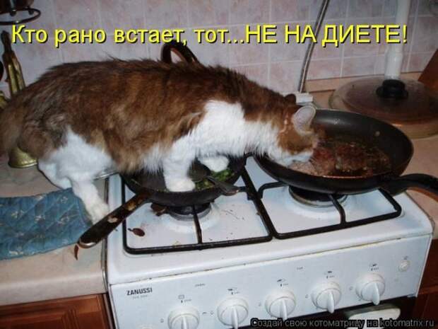 Лучшие котоматрицы недели
