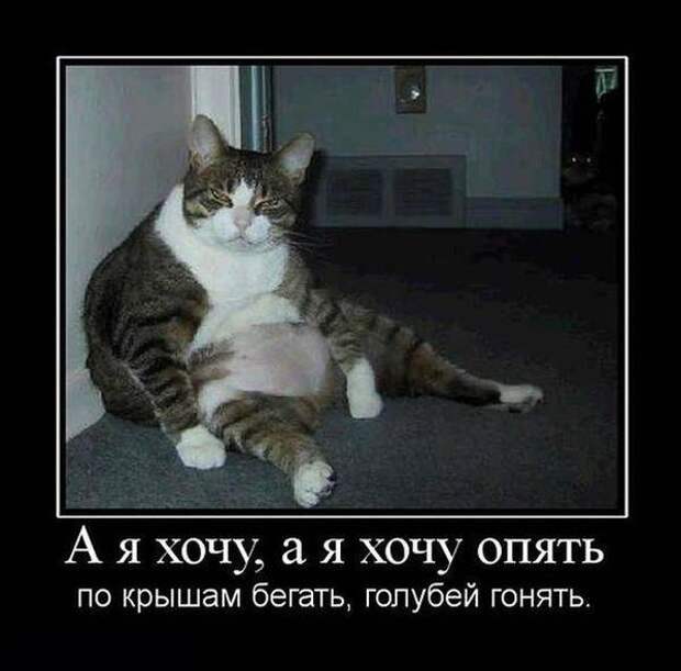 Демотиваторы демотиваторы, картинки, приколы