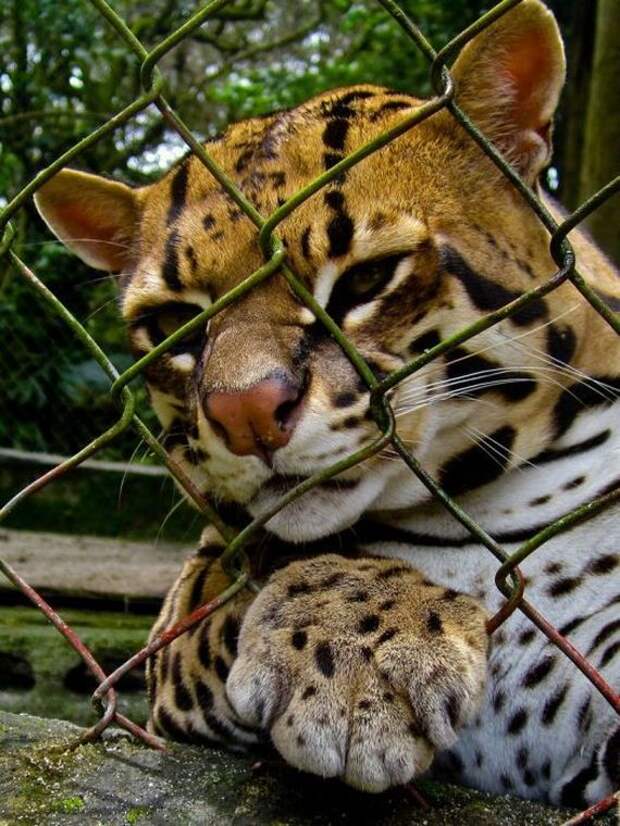 Кот оцелот - красивый хищник