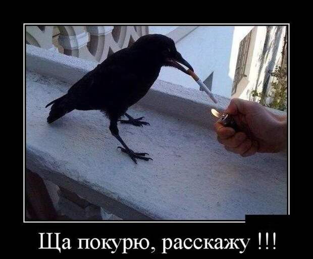 Демотиваторы про животных демотиваторы, животные, прикол, юмор