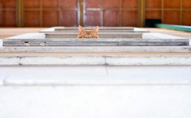 Коты, прятки, прячутся, смешное