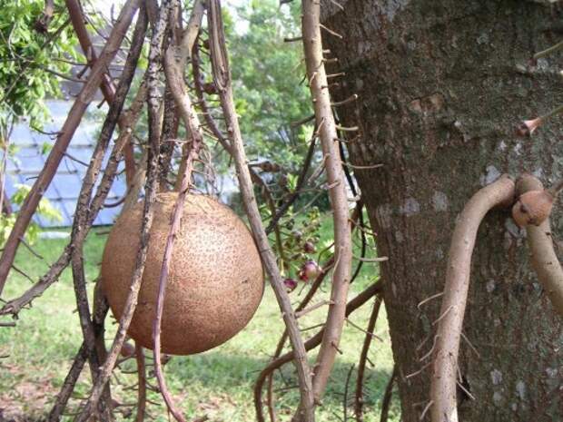 Курупита гвианская или «дерево пушечных ядер» (лат. Couroupita guianensis) (англ. Cannonball Tree)