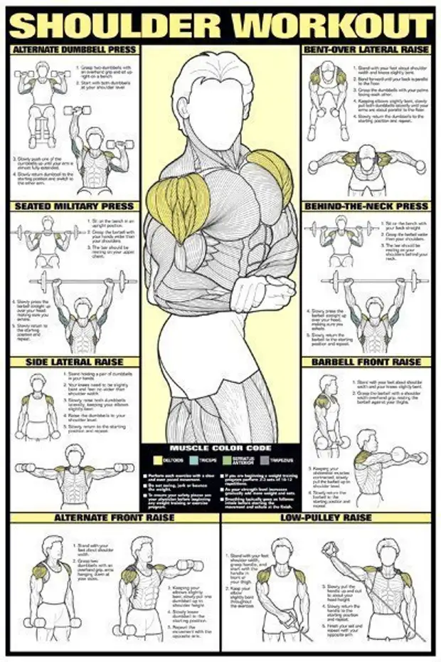 Упражнения на плечи картинки
