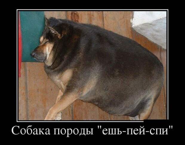 Демотиваторы (30 фото) Демотиваторы (30 фото)