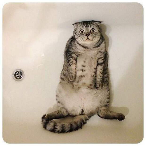 Приколы с котами. часть 12 (29 фото)