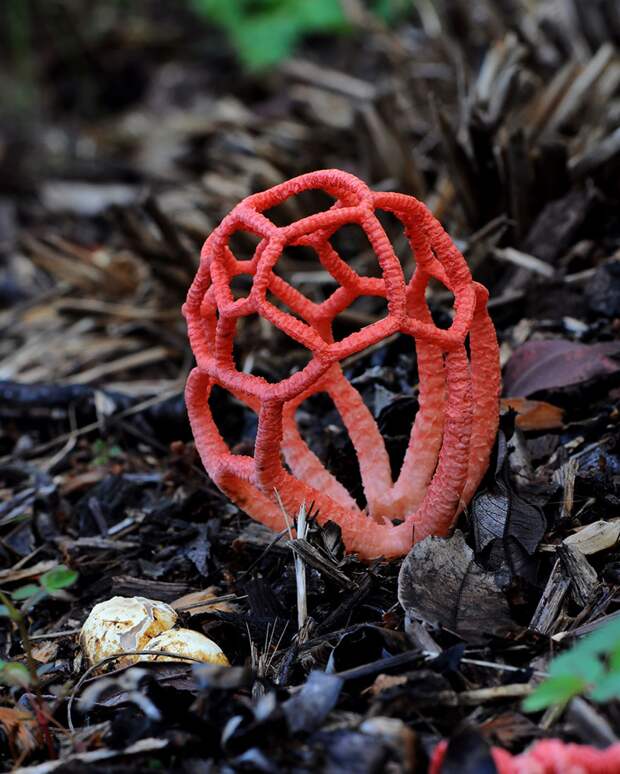 17. Clathrus ruber Решеточник красный. грибы, интересное, фото