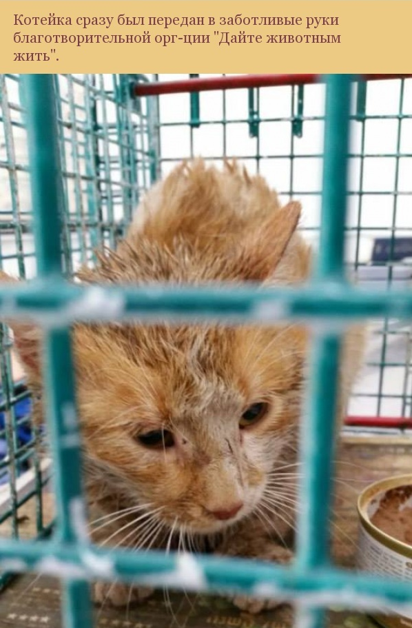 Спасение одной котейки Спасение одной котейки кот, спасение