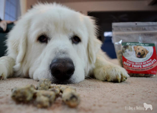 Great Pyrenees with Only Natural Pet's Green Beef Tripe Niblets