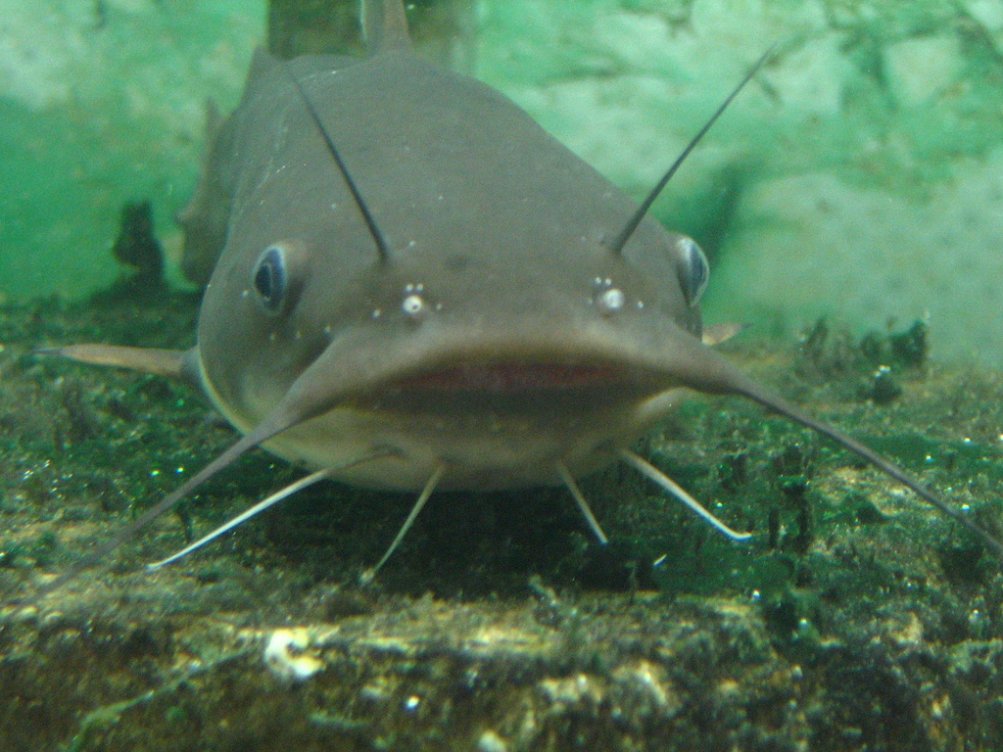http://www.pro-fishing.info/cache/4/6437a84fb66922379ee46bbc758d5951.jpg