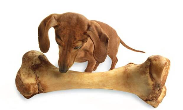 Такса Такса