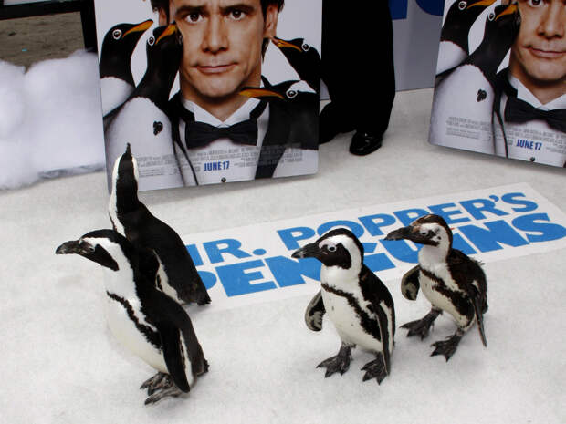 3 увлекательных фильма про пингвинов