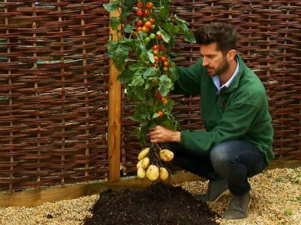 tomtato-640x479 (640x479, 106Kb)