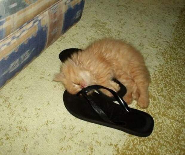 Спящие котята