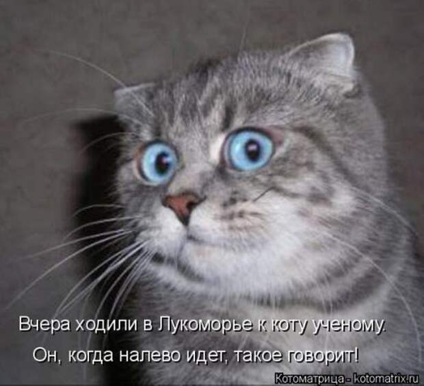 Прикольные котоматрицы. Весёлые коты