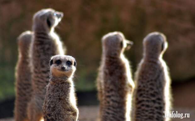 Comedy Wildlife Photography Awards 2015 (40 фото)