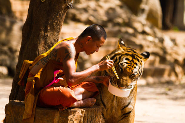 Посетите тигриный монастырь в Канчанабури, Таиланд.