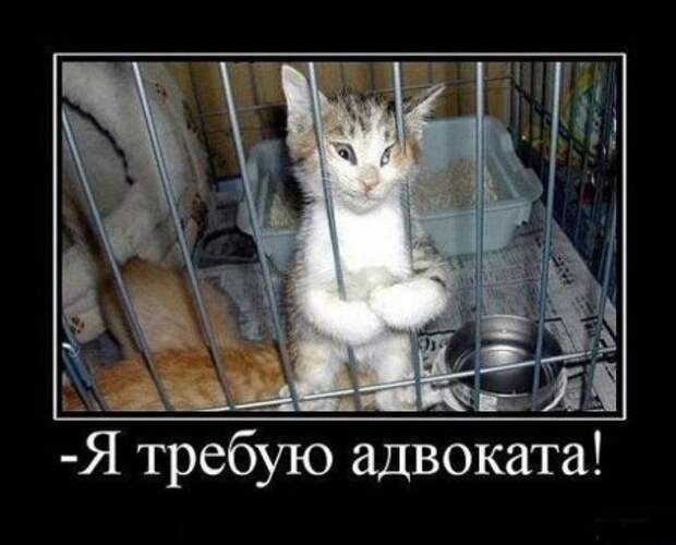 Демотиваторы, время потраченное с пользой для настроения.