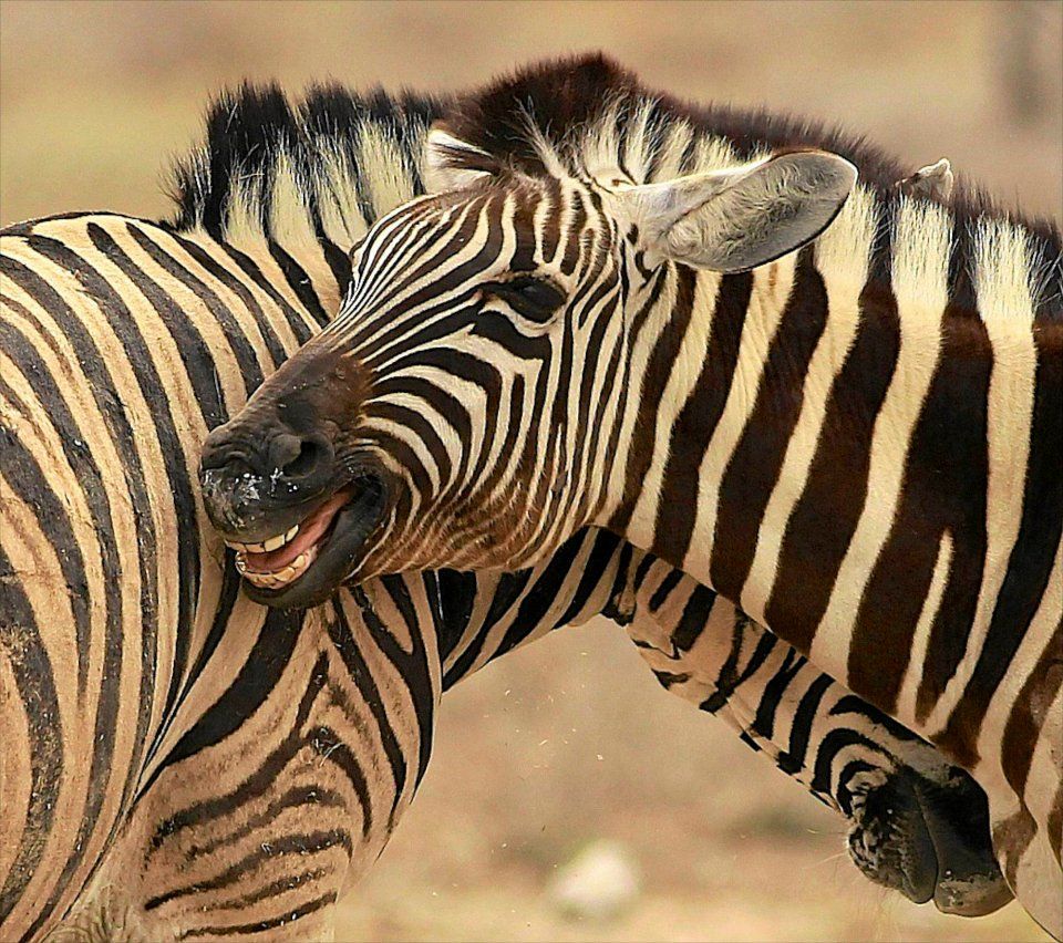 Comedy Wildlife Photo Awards 6