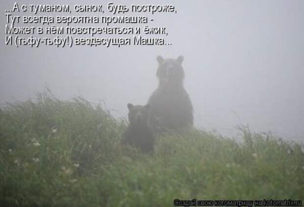 Котоматрицы, животные приколы.